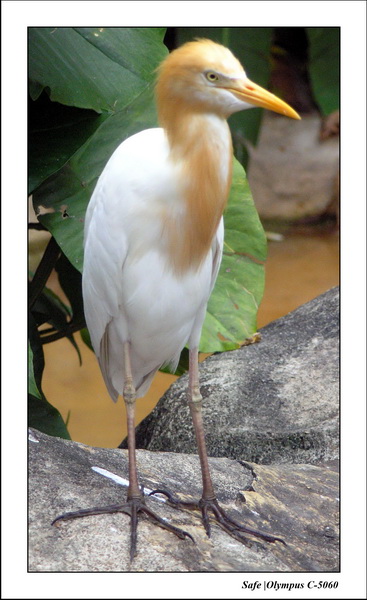 2005 - 06 - Jurong Birdpark 49.JPG